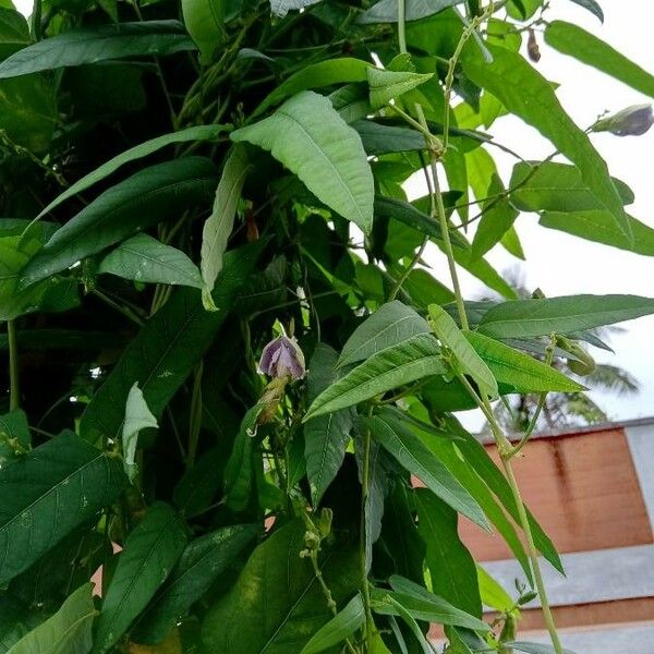 Psophocarpus tetragonolobus Кветка