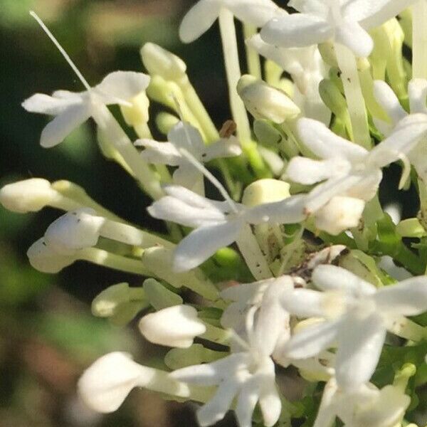 Centranthus ruber Flower