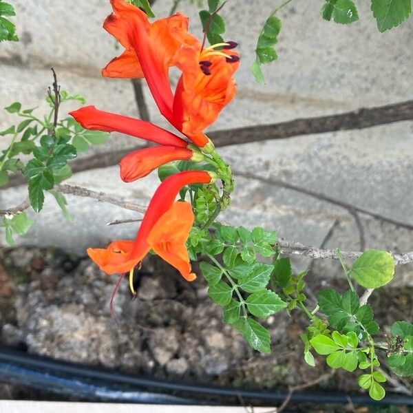 Tecomaria capensis Blomst