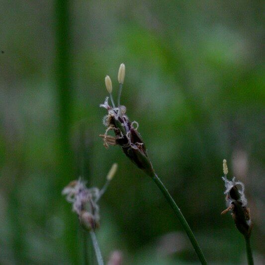 Eleocharis acicularis Flower