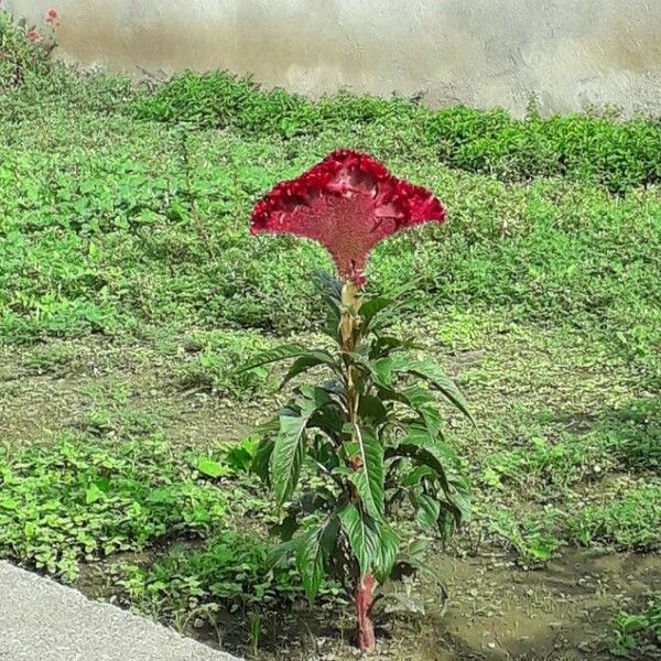 Celosia argentea Staniste