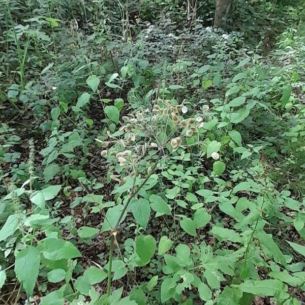 Angelica sylvestris Blad