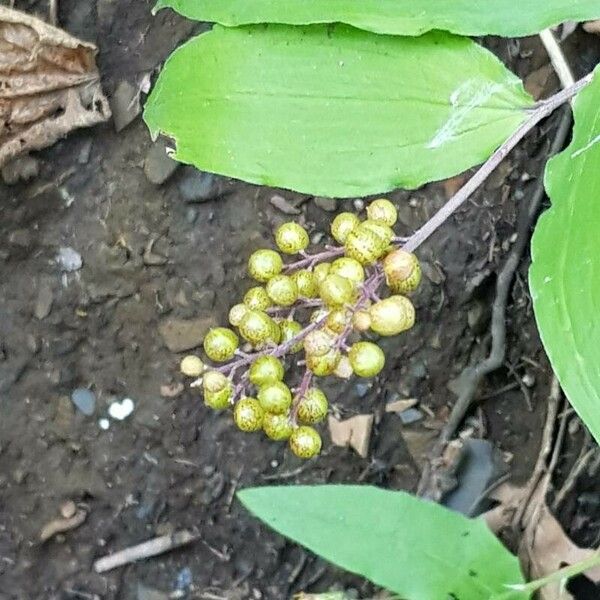 Maianthemum racemosum Frukto