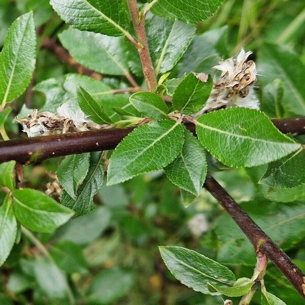 Salix myrsinifolia Лист