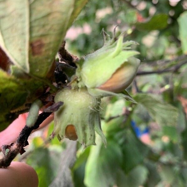 Corylus maxima Fruit