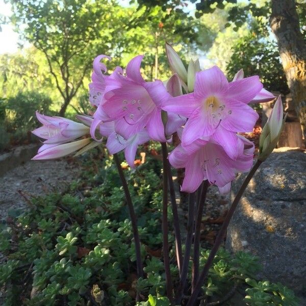 Amaryllis belladonna Květ