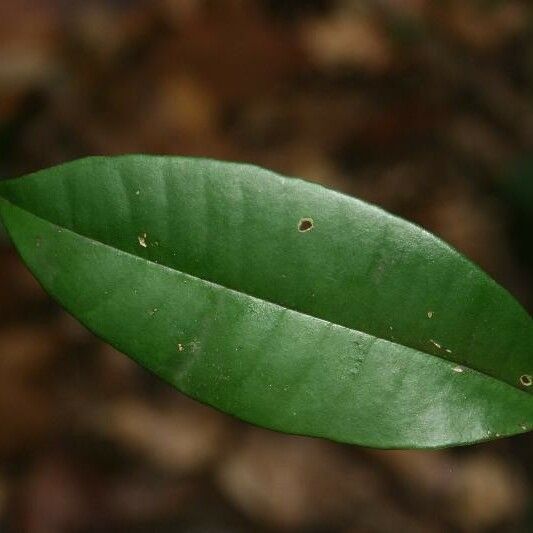 Myrcia decorticans Leaf