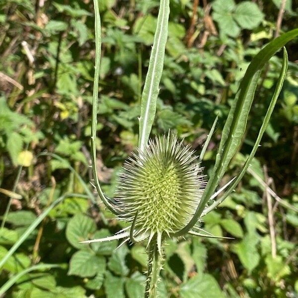 Dipsacus fullonum Fiore