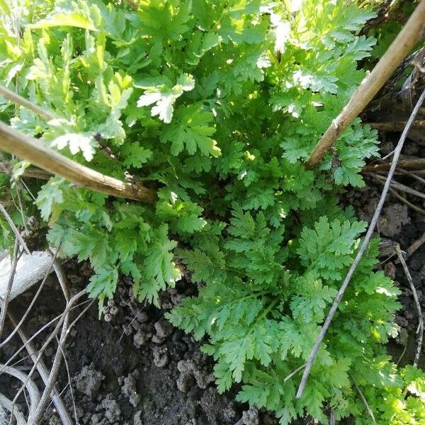 Artemisia annua Levél