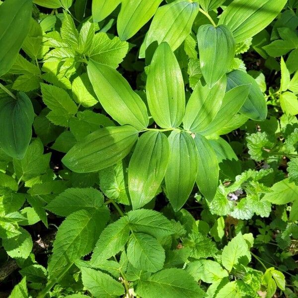 Polygonatum multiflorum পাতা