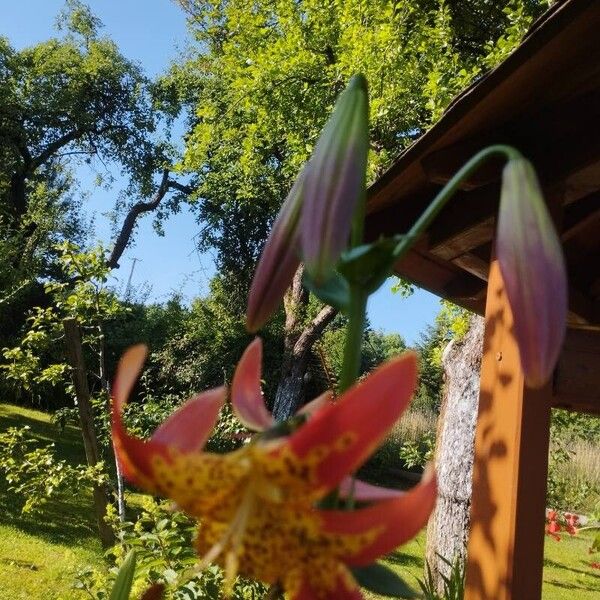 Lilium canadense Flower