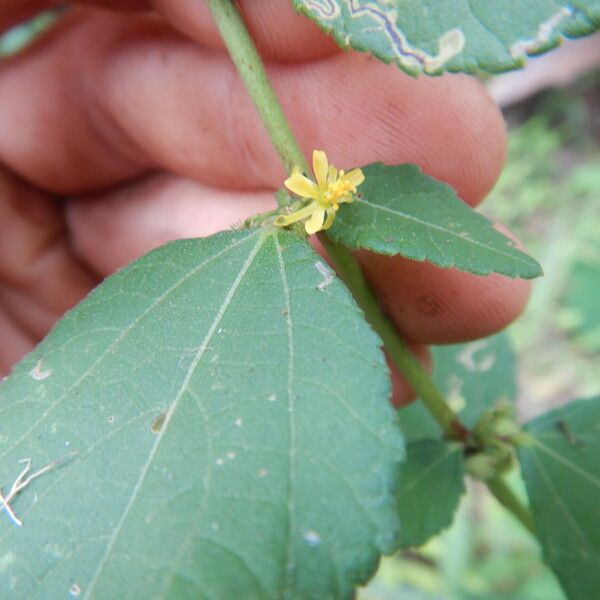 Triumfetta rhomboidea ফুল