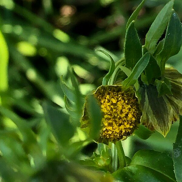 Bidens cernua Flower