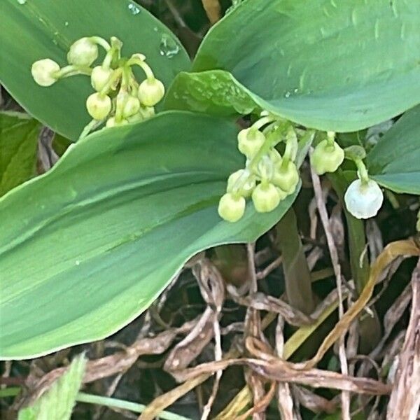 Convallaria majalis Blomst