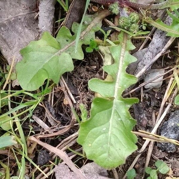 Crepis sancta Leaf