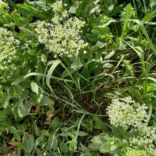 Lepidium draba Fiore