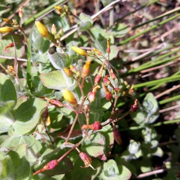 Hypericum elodes Flower