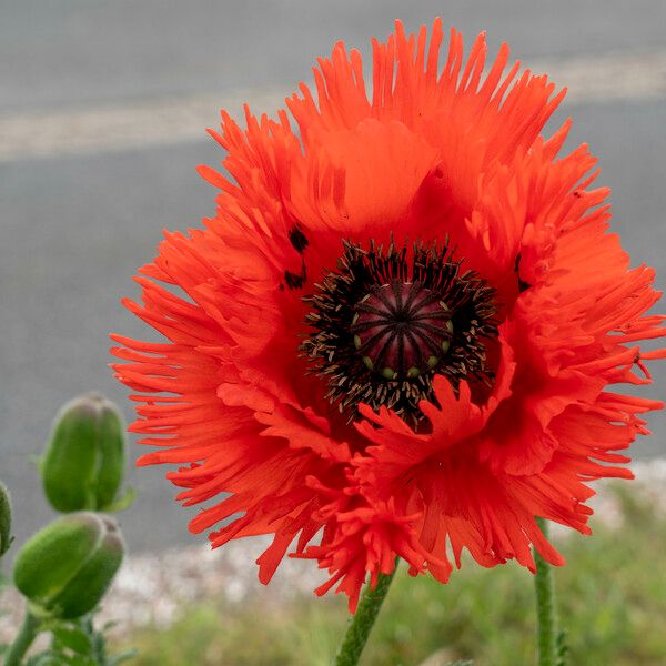 Papaver bracteatum Flower