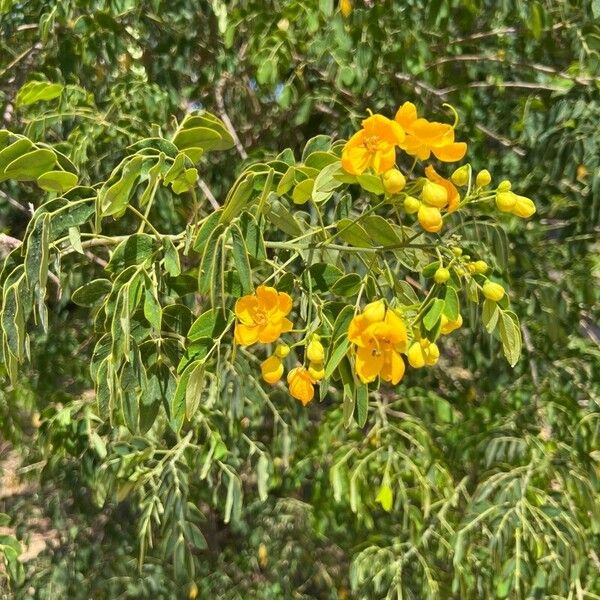 Senna multiglandulosa Blüte