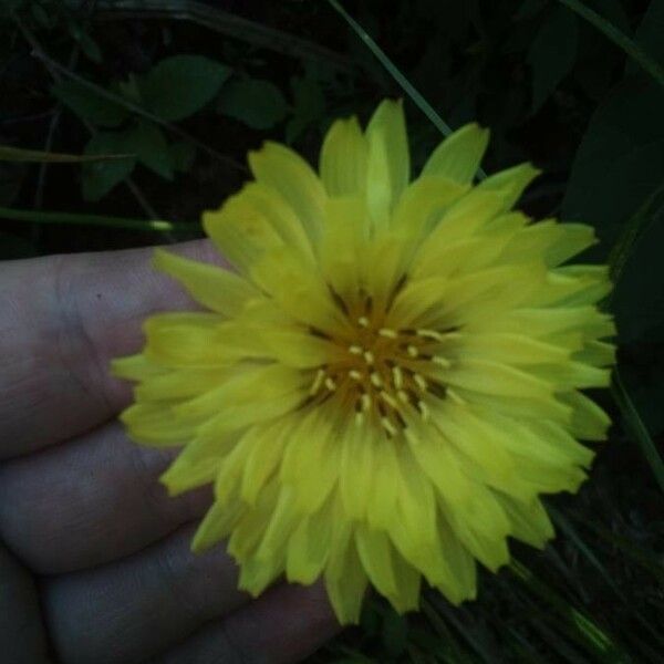 Ixeris stolonifera Flower