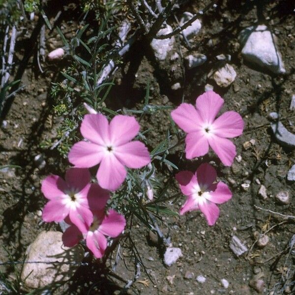 Phlox mesoleuca Flor