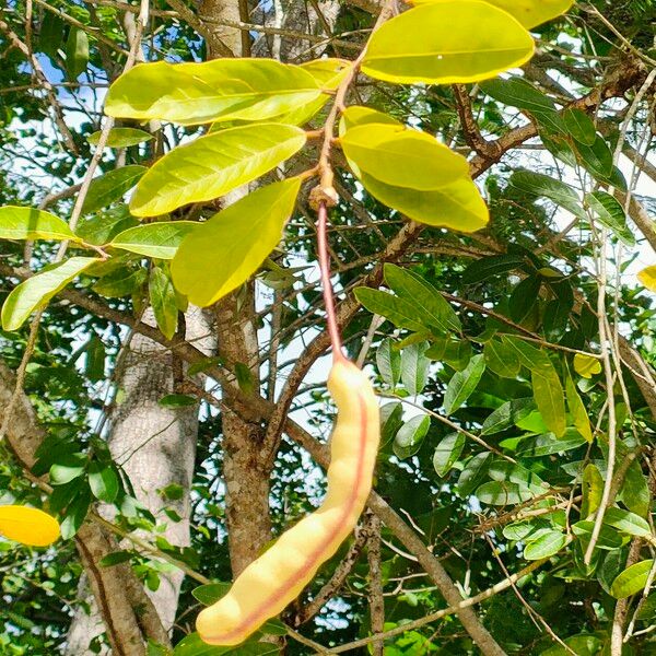 Morisonia flexuosa 果實