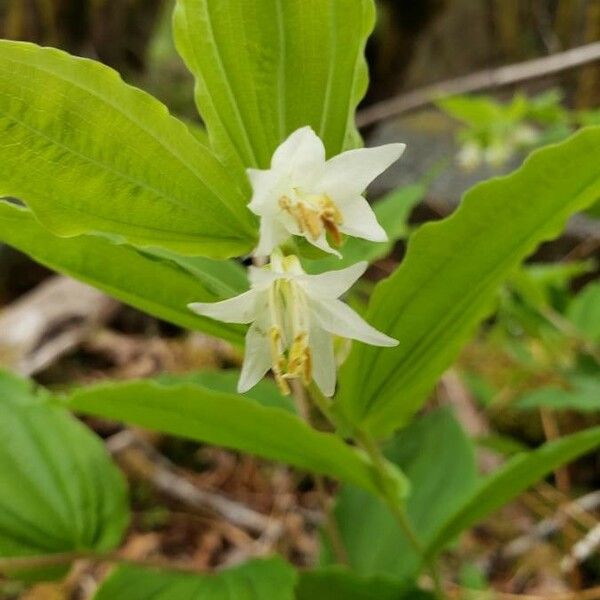 Prosartes hookeri Flower