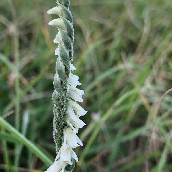 Spiranthes spiralis Λουλούδι