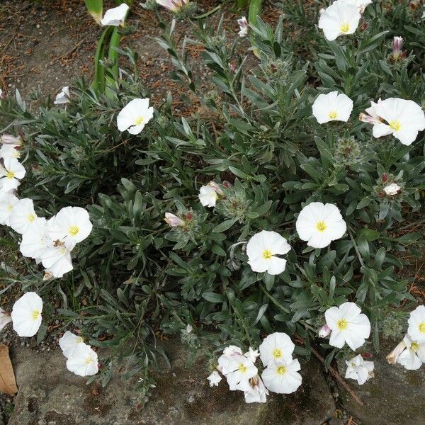 Convolvulus cneorum Hábitos