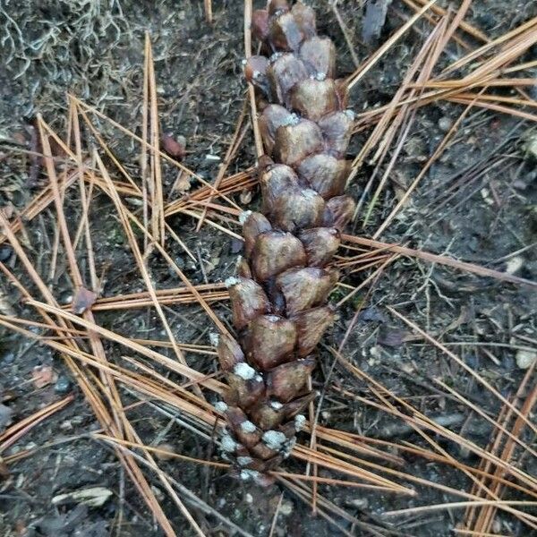 Pinus strobus Fruit