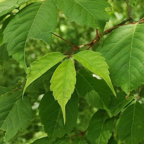 Acer cissifolium Φύλλο