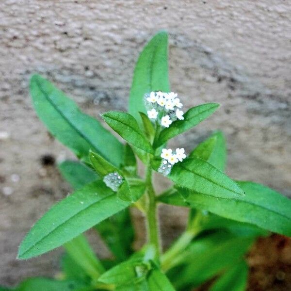 Myosotis stricta Flor