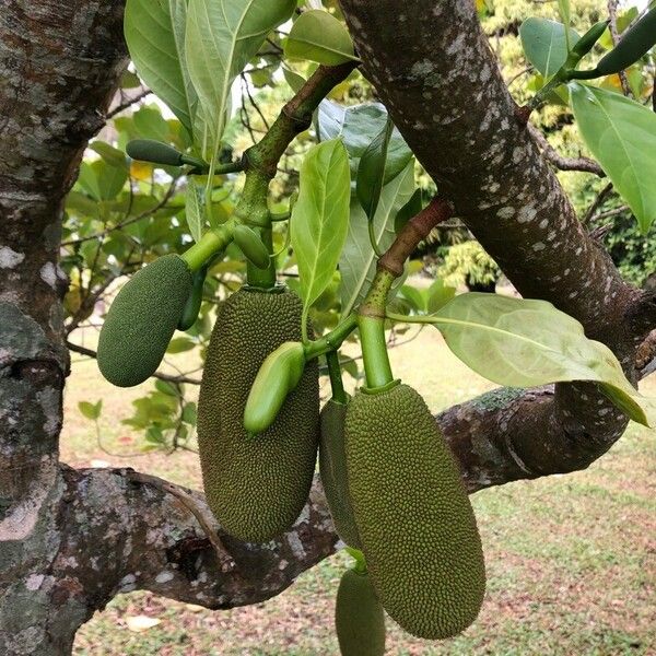 Artocarpus heterophyllus Fruto