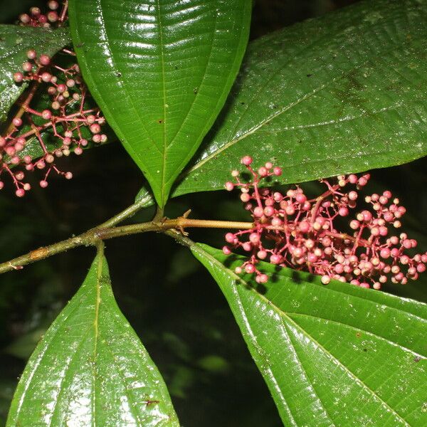 Miconia ligulata Õis