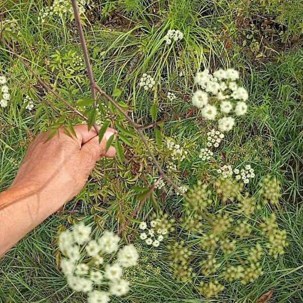 Cicuta maculata Λουλούδι