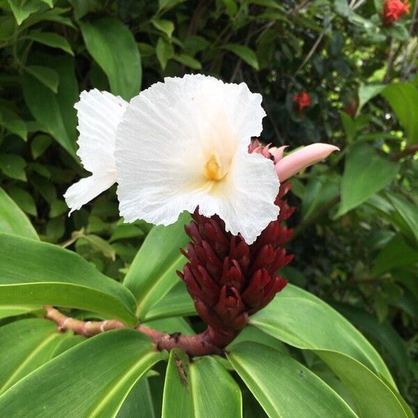 Hellenia speciosa Flower