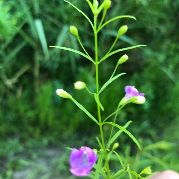 Agalinis tenuifolia 花