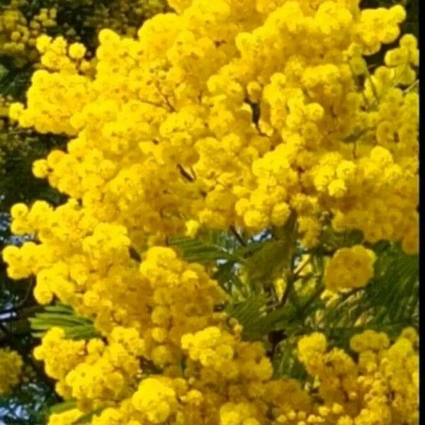 Acacia dealbata Λουλούδι