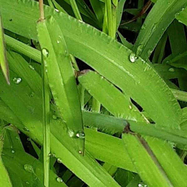 Digitaria ciliaris Leaf