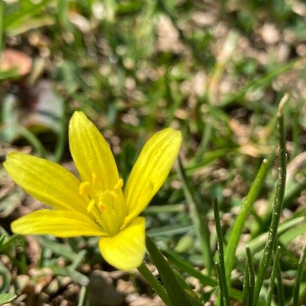 Gagea fragifera Flor