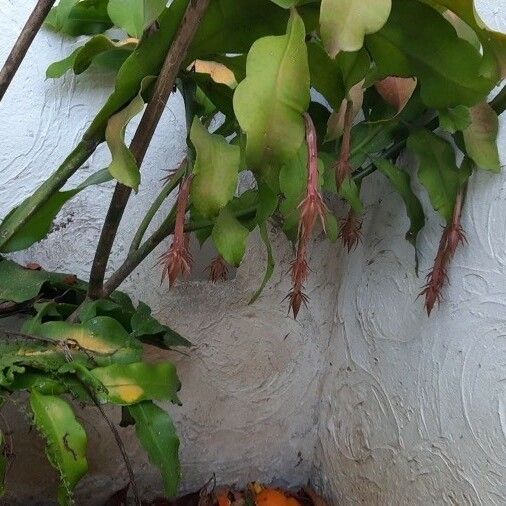epiphyllum oxypetalum fruit