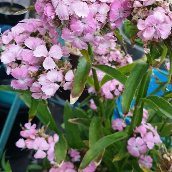 Dianthus barbatus Кветка