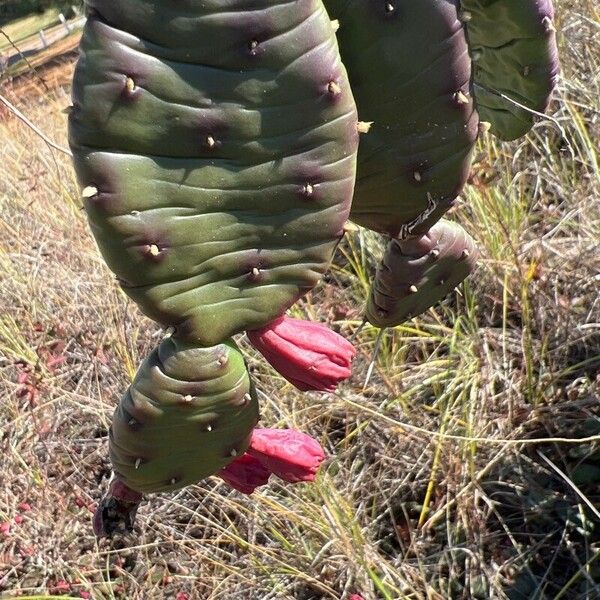 Opuntia humifusa Blüte