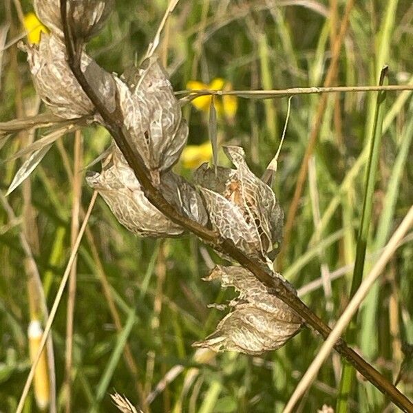 Rhinanthus minor Frukt