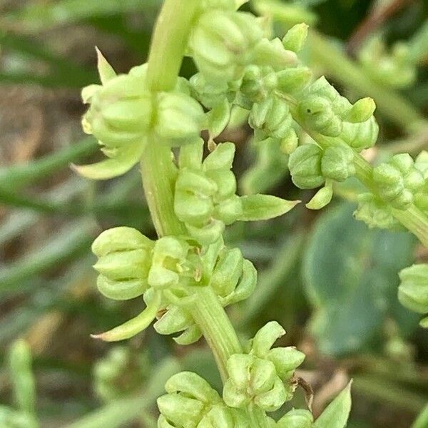 Beta vulgaris Flower