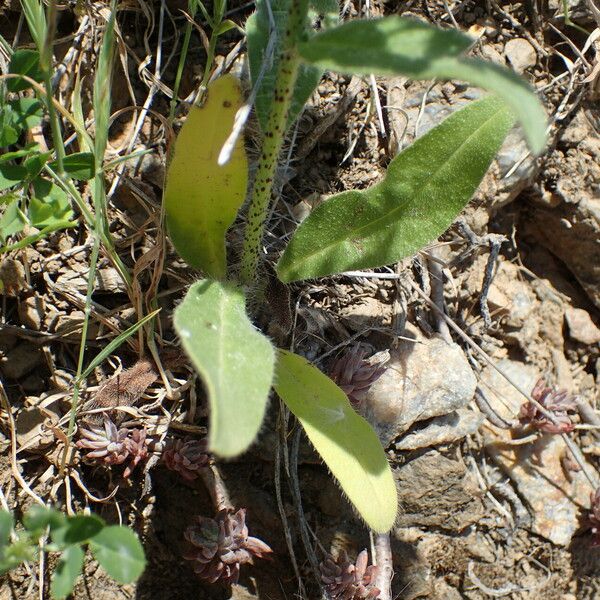 Echium creticum Leaf