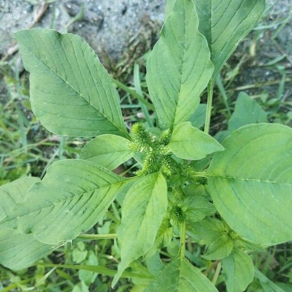 Amaranthus spinosus ഇല