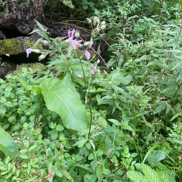 Silene flos-cuculi Habit