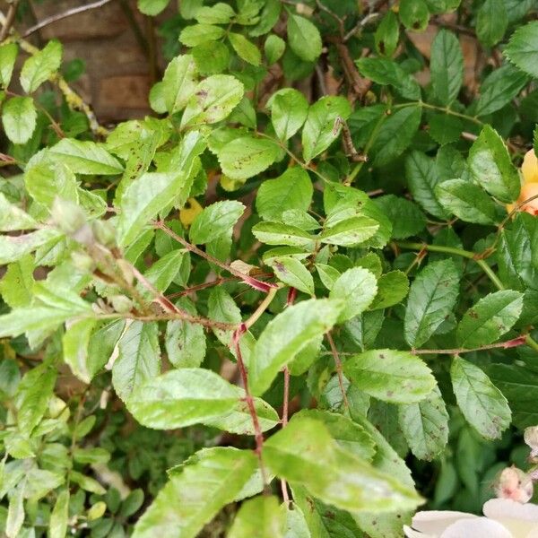 Rosa multiflora ഇല