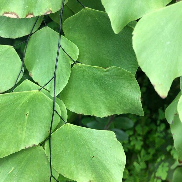 Adiantum peruvianum Leaf